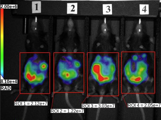 Representative Images Day 15: Intraperitoneal ID8-Luc Murine Ovarian Carcinoma in Female C57BL/6 Mice