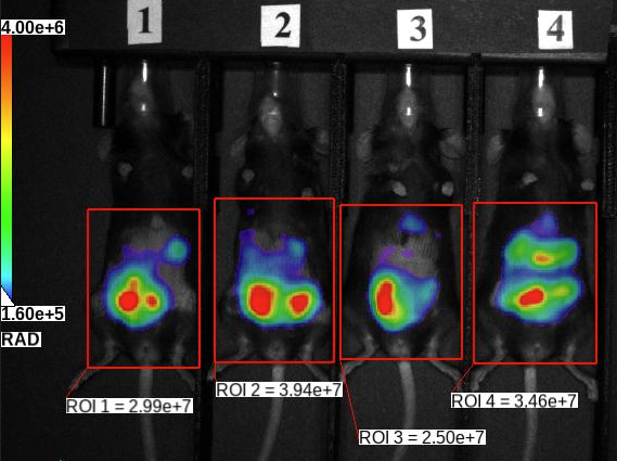 Representative Images Day 15: Intraperitoneal ID8-Luc Murine Ovarian Carcinoma in Female C57BL/6 Mice