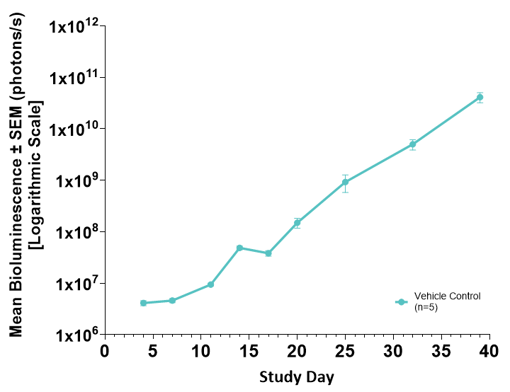 Mean BLI Signal: Disseminated MM.1S-Luc Human Multiple Myeloma in Female NSG Mice