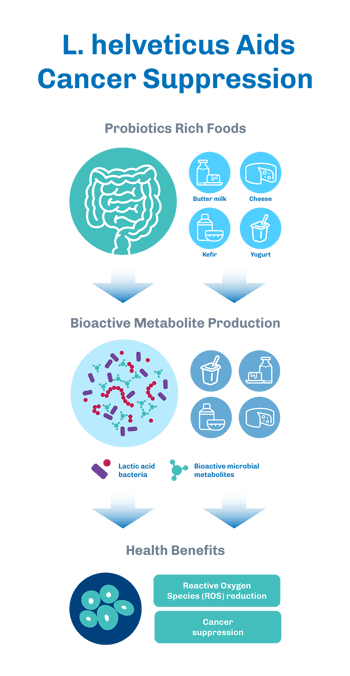 L. helveticus Aids Cancer Suppression