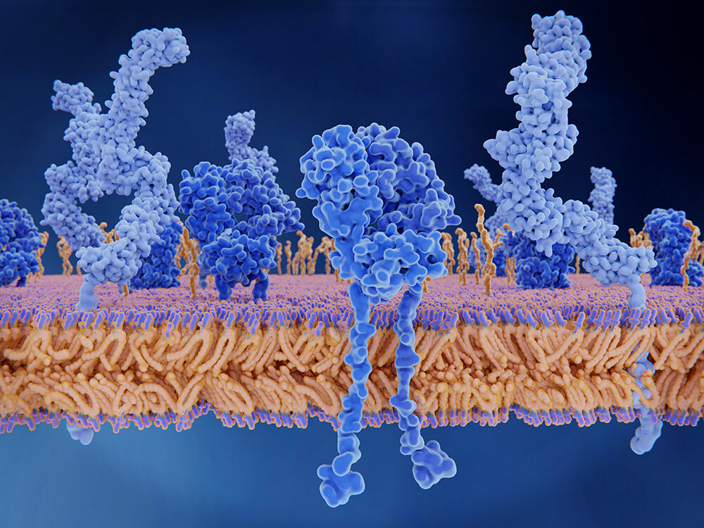 Exhausted T cells