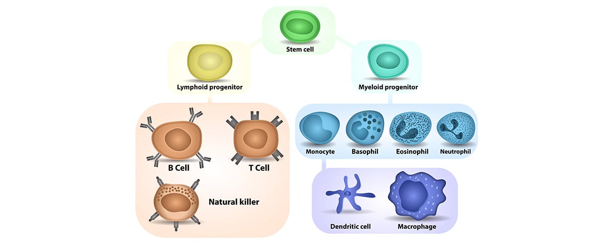 Silent but Deadly, and Beneficial? – Natural Killer Cells