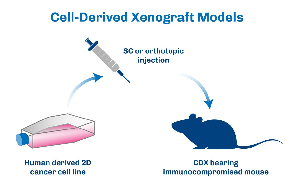 Predictive Value of CDX Models: Bridging Preclinical and Clinical Research