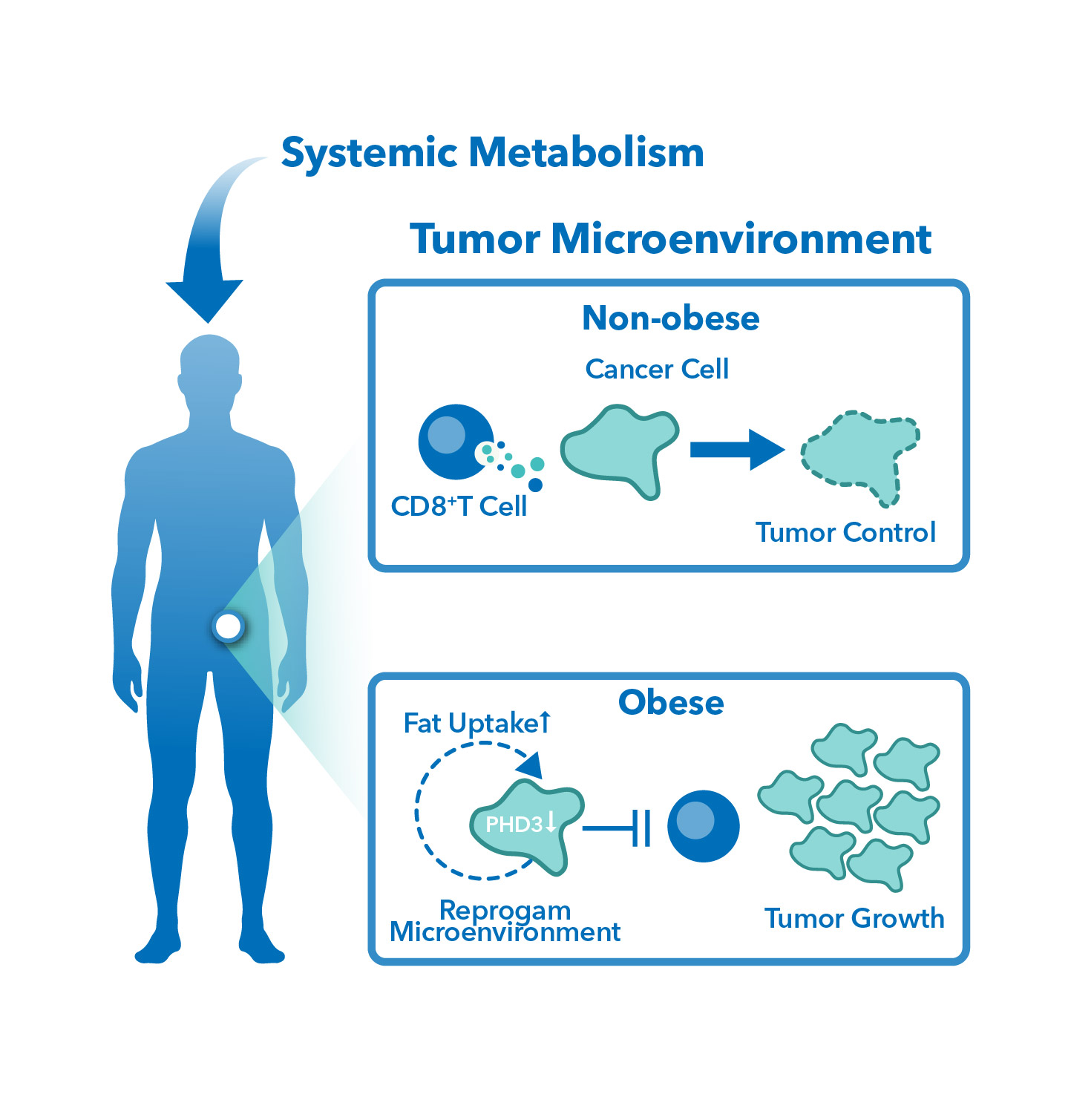 Diet-Induced Obesity Tumor Models for Cancer Studies